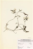 藏品(澎湖大豆)的圖片